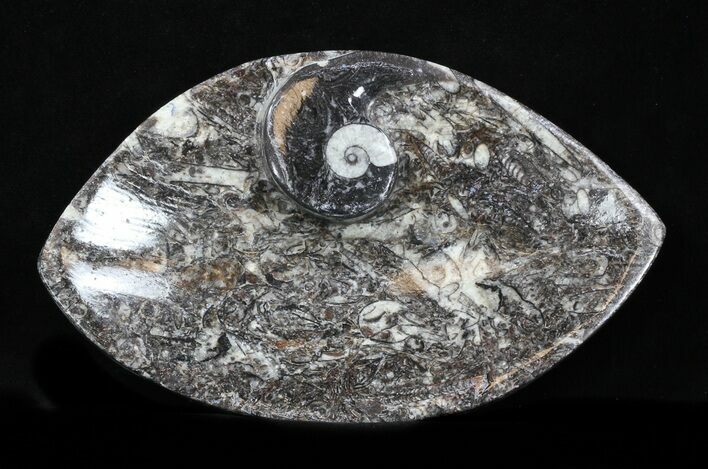 Fossil Goniatite Dish - / Inches Wide #35233